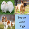 Top 10 Cute Dogs