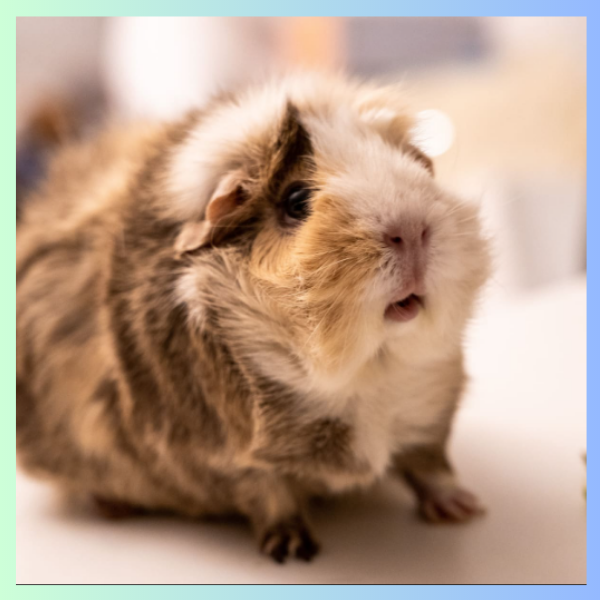 Abyssinian Guinea Pig