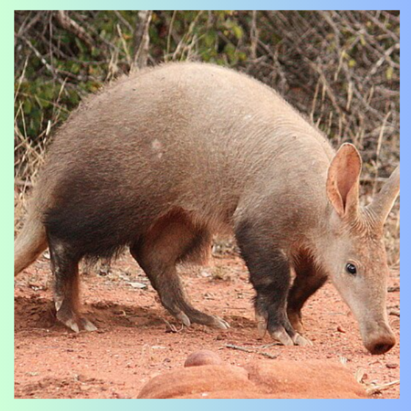 aardvark