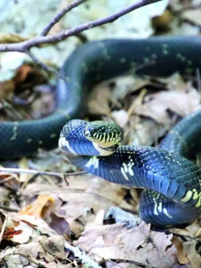 BLACK SNAKES IN ILLINOIS » HaimiWorld