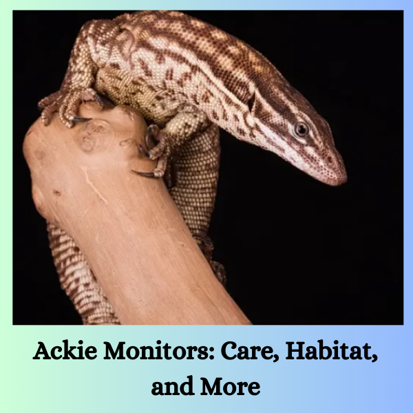 Ackie Monitors