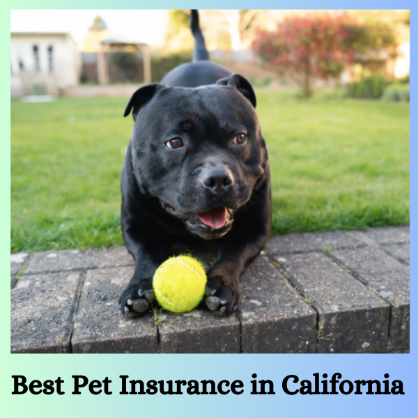 Best Pet Insurance in California