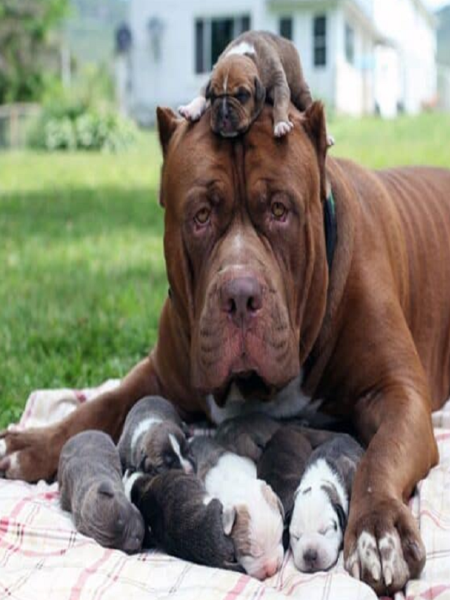 Most Expensive Pitbulls You Can Buy » HaimiWorld