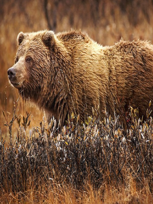 8 Rarest Bear Species in the World : You should know » HaimiWorld