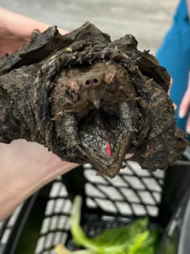 ‘Dangerous’ turtle that can bite through bone found in Cumbria